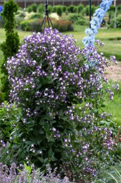 Violet Stardust Bush Clematis - 1 Gallon Pot -Wilson Bros Gardens clematis violet stardust 1