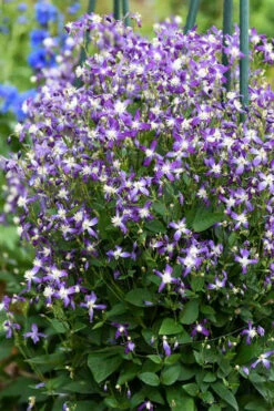 Violet Stardust Bush Clematis - 1 Gallon Pot -Wilson Bros Gardens clematis violet stardust 2