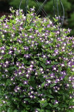 Violet Stardust Bush Clematis - 1 Gallon Pot -Wilson Bros Gardens clematis violet stardust 3