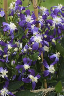 Violet Stardust Bush Clematis - 1 Gallon Pot -Wilson Bros Gardens clematis violet stardust 4