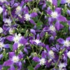 Violet Stardust Bush Clematis - 1 Gallon Pot