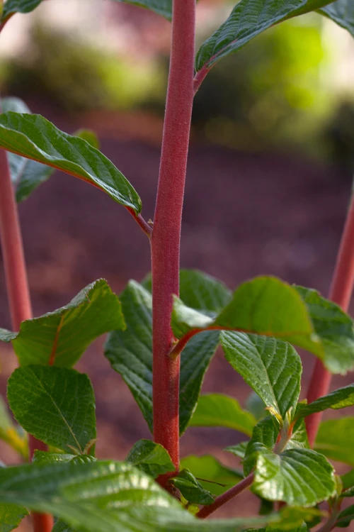 Sherry Sue Summersweet Clethra - 6 Pack Of 1 Gallon Pots 4 Sherry Sue Summersweet Clethra - 6 Pack Of 1 Gallon Pots - Image 4