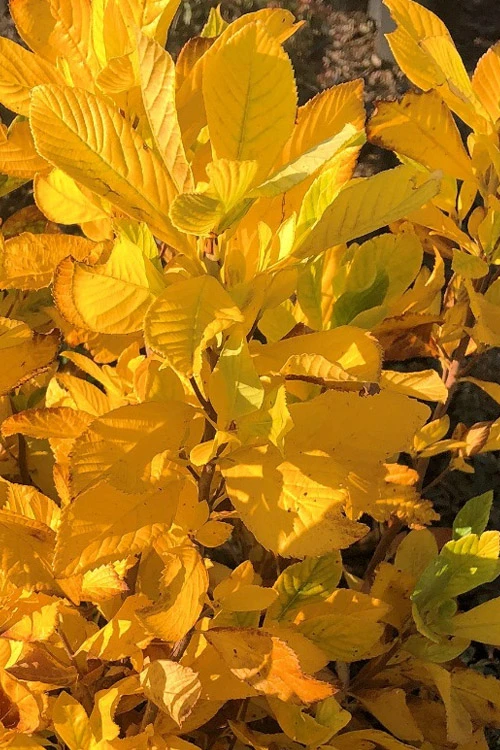 Sherry Sue Summersweet Clethra - 6 Pack Of 1 Gallon Pots 6 Sherry Sue Summersweet Clethra - 6 Pack Of 1 Gallon Pots - Image 6