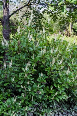 Sherry Sue Summersweet Clethra - 6 Pack Of 1 Gallon Pots 10 Sherry Sue Summersweet Clethra - 6 Pack Of 1 Gallon Pots -Wilson Bros Gardens clethra alnifolia sherry sue summersweet 7