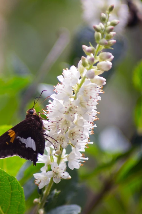 Sherry Sue Summersweet Clethra - 6 Pack Of 1 Gallon Pots 1 Sherry Sue Summersweet Clethra - 6 Pack Of 1 Gallon Pots
