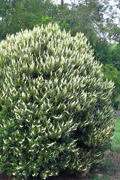 Summersweet Clethra (Sweet Pepperbush) - 1 Gallon Pot 6 Summersweet Clethra (Sweet Pepperbush) - 1 Gallon Pot - Image 6