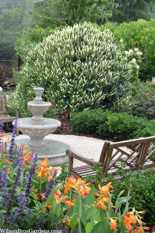 Summersweet Clethra (Sweet Pepperbush) - 1 Gallon Pot 1 Summersweet Clethra (Sweet Pepperbush) - 1 Gallon Pot