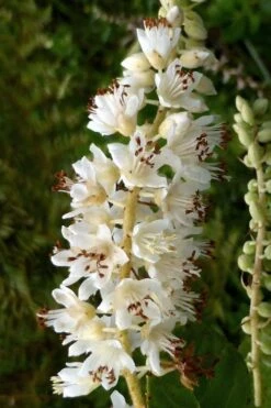 Summersweet Clethra (Sweet Pepperbush) - 1 Gallon Pot 11 Summersweet Clethra (Sweet Pepperbush) - 1 Gallon Pot -Wilson Bros Gardens clethra alnifolia summersweet sweet pepper bush 6