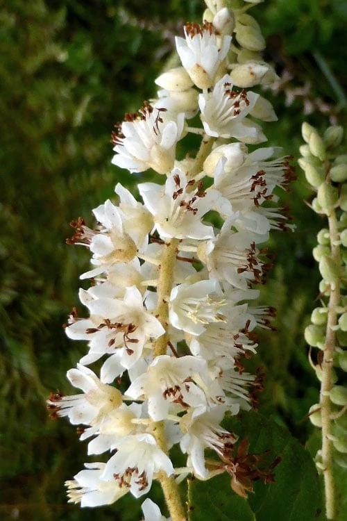 Summersweet Clethra (Sweet Pepperbush) - 1 Gallon Pot 5 Summersweet Clethra (Sweet Pepperbush) - 1 Gallon Pot - Image 5