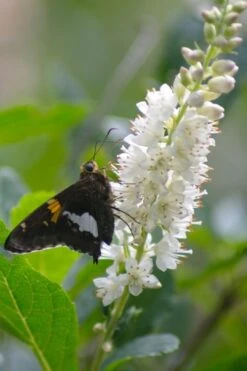 Summersweet Clethra (Sweet Pepperbush) - 1 Gallon Pot 10 Summersweet Clethra (Sweet Pepperbush) - 1 Gallon Pot -Wilson Bros Gardens clethra alnifolia summersweet sweet pepper bush 7