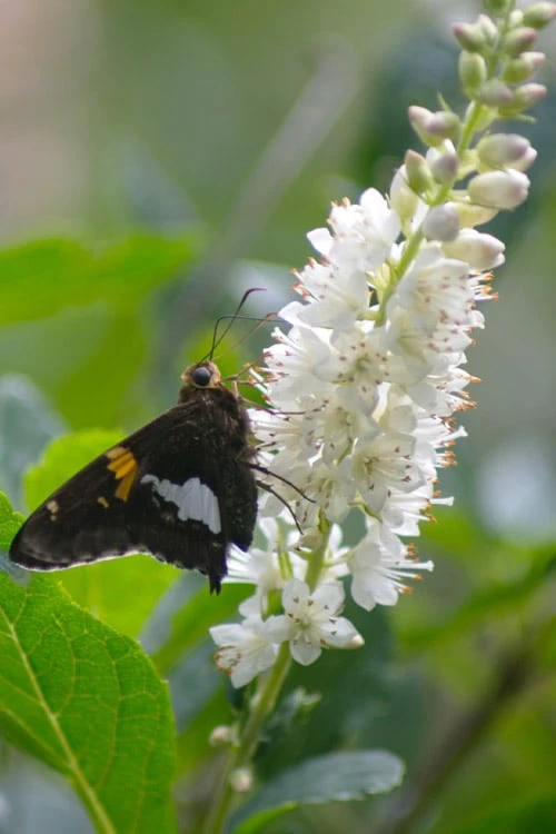 Summersweet Clethra (Sweet Pepperbush) - 1 Gallon Pot 4 Summersweet Clethra (Sweet Pepperbush) - 1 Gallon Pot - Image 4