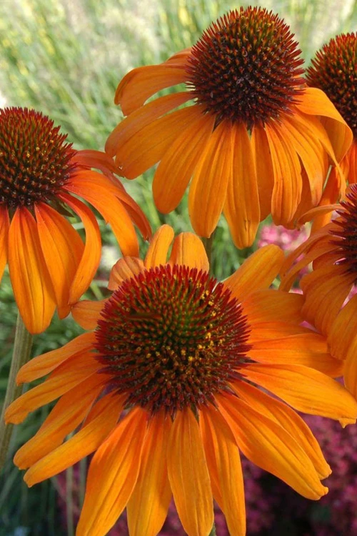 Tiki Torch Orange Coneflower (Echinacea) - 1 Gallon Pot 4 Tiki Torch Orange Coneflower (Echinacea) - 1 Gallon Pot - Image 4