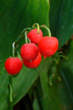 Lily Of The Valley (Convallaria Majalis) - 5 Pack Quart Pots 19 Lily Of The Valley (Convallaria Majalis) - 5 Pack Quart Pots -Wilson Bros Gardens convallaria majalis bordeaux lily of the valley 2 2