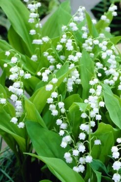 Bordeaux Lily Of The Valley (Convallaria) - 1 Gallon Pot -Wilson Bros Gardens convallaria majalis bordeaux lily of the valley 3