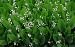 Lily Of The Valley (Convallaria Majalis) - 5 Pack Pint Pots -Wilson Bros Gardens convallaria majalis lily of the valley 14