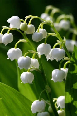 Lily Of The Valley (Convallaria Majalis) - 5 Pack Quart Pots 13 Lily Of The Valley (Convallaria Majalis) - 5 Pack Quart Pots -Wilson Bros Gardens convallaria majalis lily of the valley 15 1
