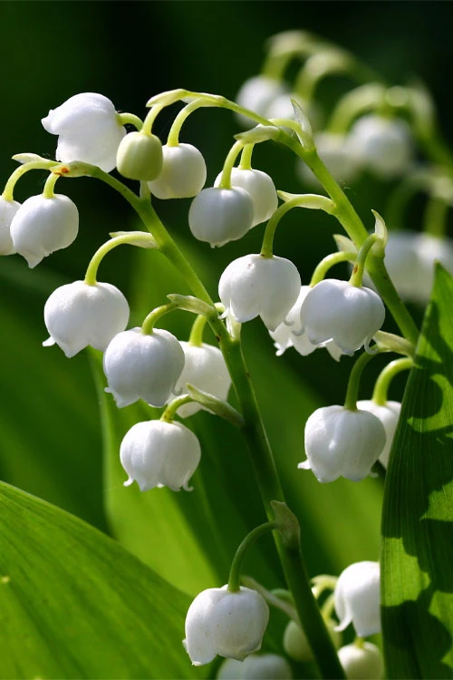 Lily Of The Valley (Convallaria Majalis) - 5 Pack Quart Pots 4 Lily Of The Valley (Convallaria Majalis) - 5 Pack Quart Pots - Image 4