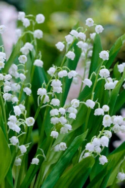 Lily Of The Valley (Convallaria Majalis) - 5 Pack Quart Pots