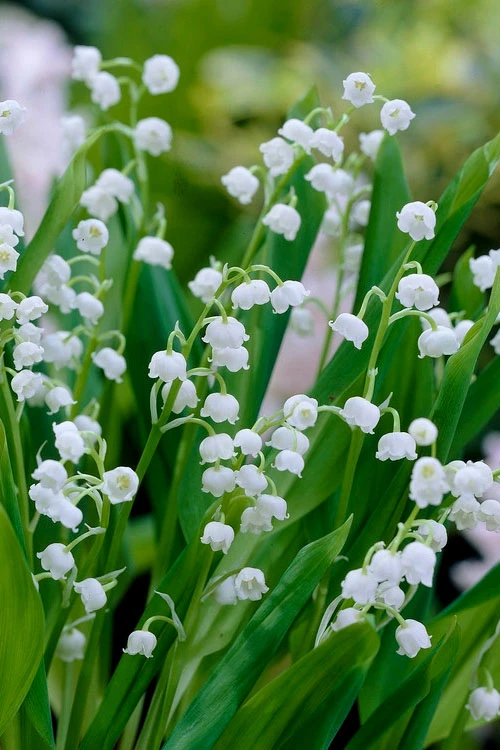 Lily Of The Valley (Convallaria Majalis) - 5 Pack Quart Pots 1 Lily Of The Valley (Convallaria Majalis) - 5 Pack Quart Pots