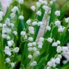 Lily Of The Valley (Convallaria Majalis) - 5 Pack Pint Pots