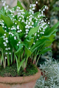 Lily Of The Valley (Convallaria Majalis) - 5 Pack Quart Pots 14 Lily Of The Valley (Convallaria Majalis) - 5 Pack Quart Pots -Wilson Bros Gardens convallaria majalis lily of the valley 23 1