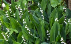 Lily Of The Valley (Convallaria Majalis) - 5 Pack Quart Pots 16 Lily Of The Valley (Convallaria Majalis) - 5 Pack Quart Pots -Wilson Bros Gardens convallaria majalis lily of the valley 24 1
