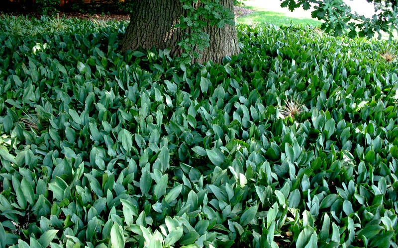 Lily Of The Valley (Convallaria Majalis) - 5 Pack Quart Pots 6 Lily Of The Valley (Convallaria Majalis) - 5 Pack Quart Pots - Image 6