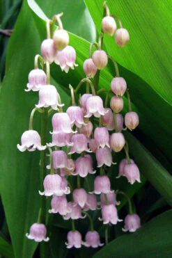 Pink Lily Of The Valley (Convallaria Majalis 'Rosea') - 1 Gallon Pot -Wilson Bros Gardens convallaria majalis rosea pink lily of the valley 1