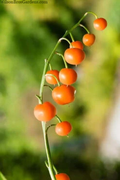 Pink Lily Of The Valley (Convallaria Majalis 'Rosea') - 1 Gallon Pot -Wilson Bros Gardens convallaria majalis rosea pink lily of the valley 5