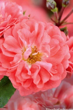 Coral Drift Groundcover Rose - 1 Gallon Pot -Wilson Bros Gardens coral drift rose 101 1