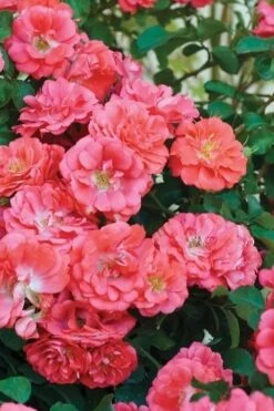 Coral Drift Groundcover Rose - 2 Gallon Pot 11 Coral Drift Groundcover Rose - 2 Gallon Pot -Wilson Bros Gardens coral drift rose 102