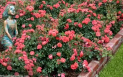 Coral Drift Groundcover Rose - 3 Gallon Pot -Wilson Bros Gardens coral drift rose 104 2