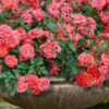 Coral Drift Groundcover Rose - 1 Gallon Pot