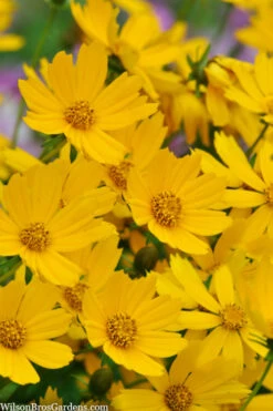 Dwarf Mouse Ear Coreopsis - 5 Pack Of Quart Pots