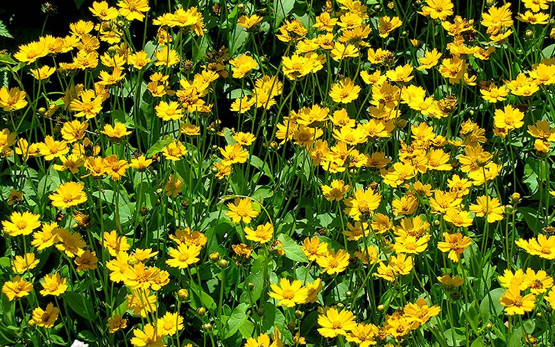 Dwarf Mouse Ear Coreopsis - 5 Pack Of Quart Pots 5 Dwarf Mouse Ear Coreopsis - 5 Pack Of Quart Pots - Image 5