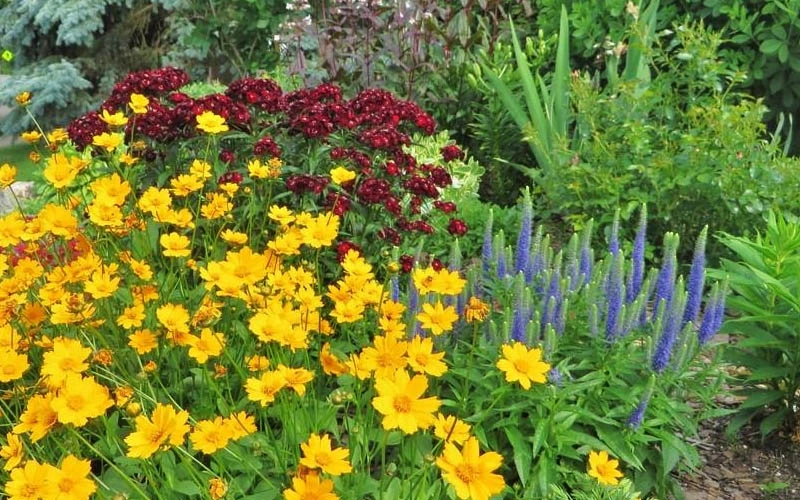 Dwarf Mouse Ear Coreopsis - 5 Pack Of Quart Pots 4 Dwarf Mouse Ear Coreopsis - 5 Pack Of Quart Pots - Image 4