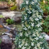Lucky Leprechaun Dogwood Tree (Cornus Elliptica) - 1 Gallon Pot