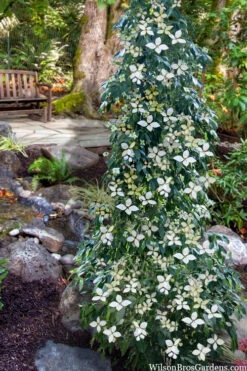 Lucky Leprechaun Dogwood Tree (Cornus Elliptica) - 1 Gallon Pot