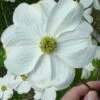 Appalachian Joy Dogwood - 7 Gallon Pot (2.5-3')