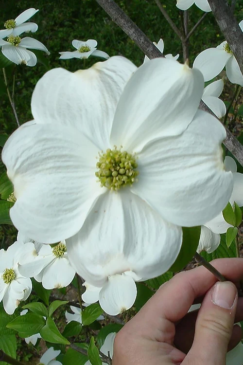 Appalachian Joy Dogwood - 7 Gallon Pot (2.5-3') 1 Appalachian Joy Dogwood - 7 Gallon Pot (2.5-3')