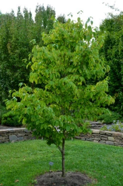 Appalachian Joy Dogwood - 7 Gallon Pot (4-5') -Wilson Bros Gardens cornus florida appalachian joy white flowering dogwood 2 1