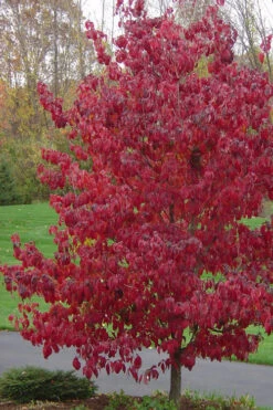 Appalachian Joy Dogwood - 7 Gallon Pot (5-6') 11 Appalachian Joy Dogwood - 7 Gallon Pot (5-6') -Wilson Bros Gardens cornus florida appalachian joy white flowering dogwood 3 2
