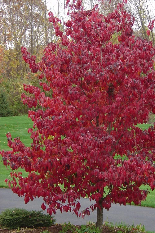 Appalachian Joy Dogwood - 7 Gallon Pot (2.5-3') 6 Appalachian Joy Dogwood - 7 Gallon Pot (2.5-3') - Image 6