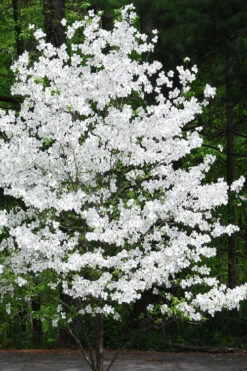 Appalachian Joy Dogwood - 7 Gallon Pot (5-6') 9 Appalachian Joy Dogwood - 7 Gallon Pot (5-6') -Wilson Bros Gardens cornus florida appalachian joy white flowering dogwood 4 2