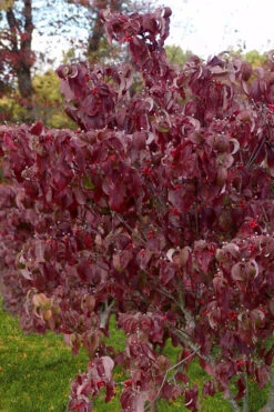 Cloud 9 Dogwood Tree - 7 Gallon Pot (4-5') 9 Cloud 9 Dogwood Tree - 7 Gallon Pot (4-5') -Wilson Bros Gardens cornus florida cloud 9 dogwood 4 1