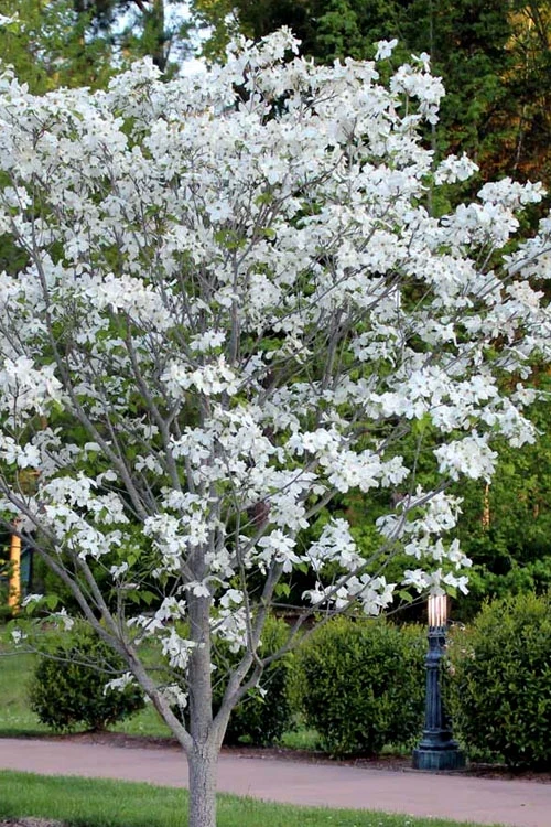 Cloud 9 Dogwood Tree - 7 Gallon Pot (4-5') 4 Cloud 9 Dogwood Tree - 7 Gallon Pot (4-5') - Image 4