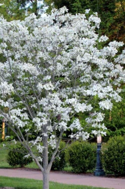 Cloud 9 Dogwood Tree - 3 Gallon Pot -Wilson Bros Gardens cornus florida cloud 9 dogwood 5