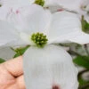 Cloud 9 Dogwood Tree - 3 Gallon Pot
