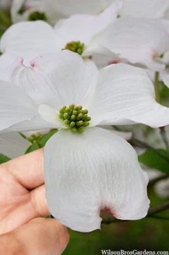 Cloud 9 Dogwood Tree - 3 Gallon Pot