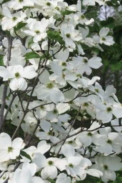 Jean's Appalachian Snow White Dogwood Tree - 3 Gallon Pot